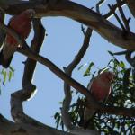 Raymond Island - Koalas